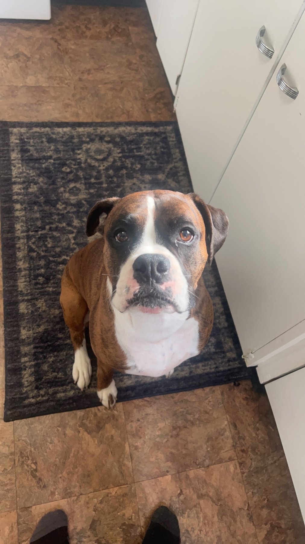 founder & dog