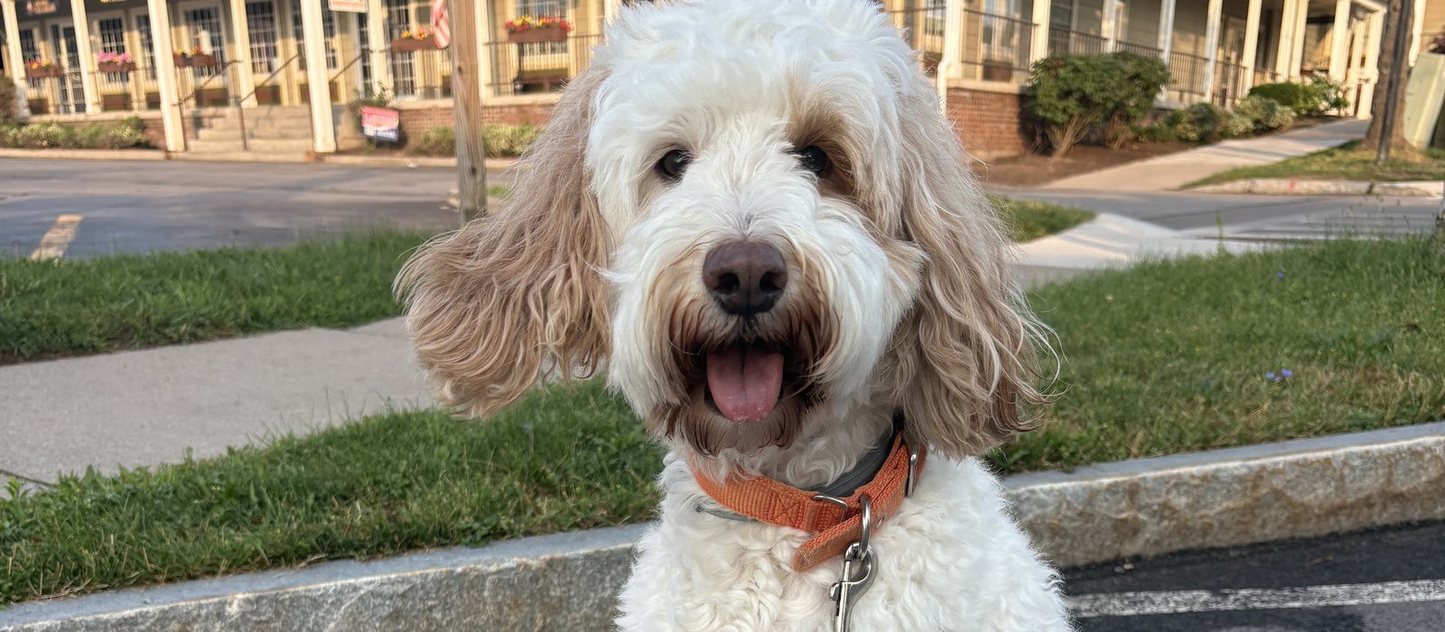 A dog sitting calmly on leash outside a row of shops